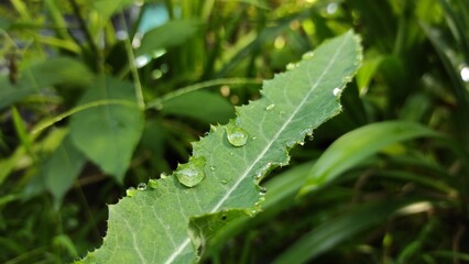 Raindrops on a leaf in the yard of a house in the Cikancung area, Indonesia