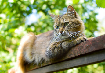 cat lies on a wooden board with green blurred background