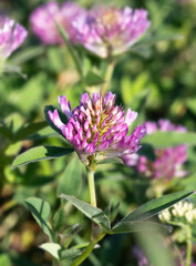 Dark pink flower. Red clover on meadow. vertical summer background