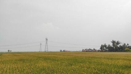 The view of the rice fields when the sky is cloudy in the Cikancung area, Indonesia