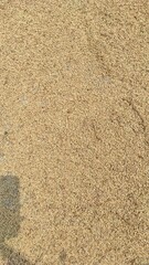 Background texture of unmilled rice grains in the Cikancung area, Indonesia