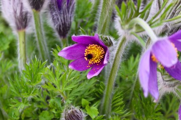 Blüte der Kuhschelle