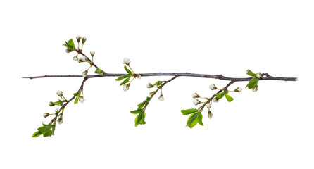 Cherry plum branch at the time before flowering is isolated on a white background, clipping path, no shadows. branch of plum with buds isolated on a white background. Isolated cherry blossoms.