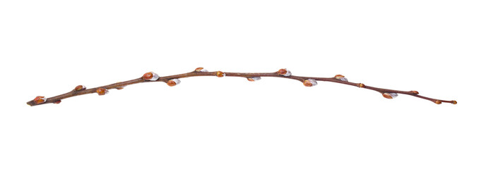 Willow branch isolate on a white background, clipping path, no shadows. Willow cats isolate....