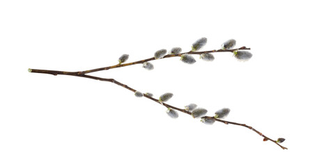 Willow branch isolate on a white background, clipping path, no shadows. Willow cats isolate. Pussy-willow branch, isolated on white.