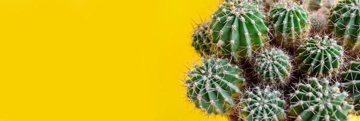 Banner. Green cactus with needles on a yellow background