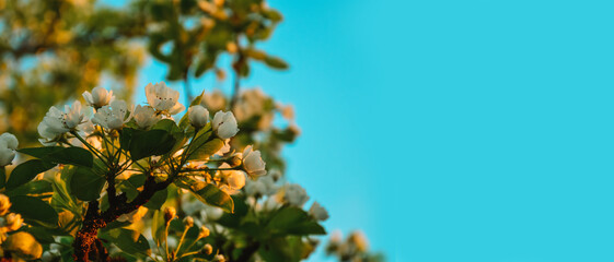 White pear flowers on a blue sky background. Banner.