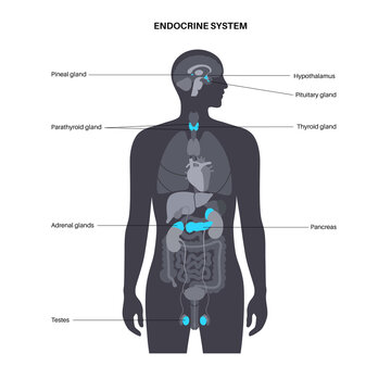 Human endocrine system