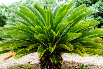 Fototapeta premium Large green plant with trunk in nature