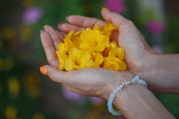 Girl holding yellow flowers in open palms. A symbol of tenderness, femininity, and chastity. Hands with flower close-up. Flowers of the Mediterranean.