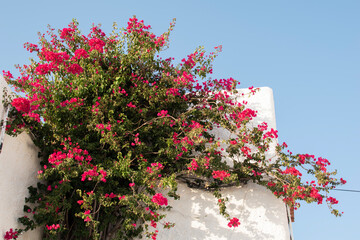 View of some purple flowers on a street in Mojacar, Spain