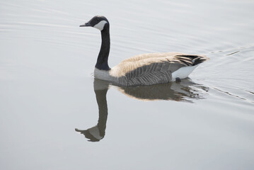 Canadian Goose Swimming with a Reflection in the Water on a Sunny Day
