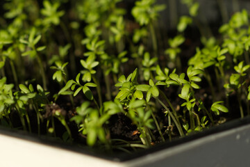 Plants in the soil. Some in focus the others in the background. Selective focuse. concept for a plant grow.
