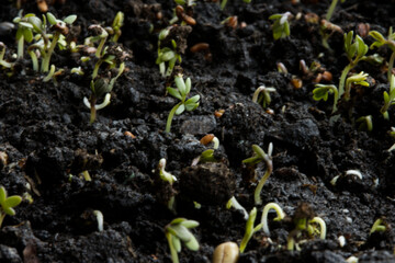 Germinating Cress Seeds in the soil. Second day after sowing. Some in focus the others in the background. Selective focuse.