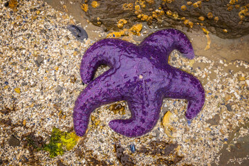 Sea stars or starfish on a rock exposed by the low tide in Oregon, USA