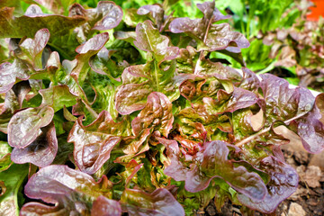 Close up of a Lettuce cantarix (variety - Oakleaf) growing in a polytunnel
