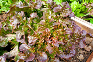 Close up of a Lettuce cantarix (variety - Oakleaf) growing in a polytunnel
