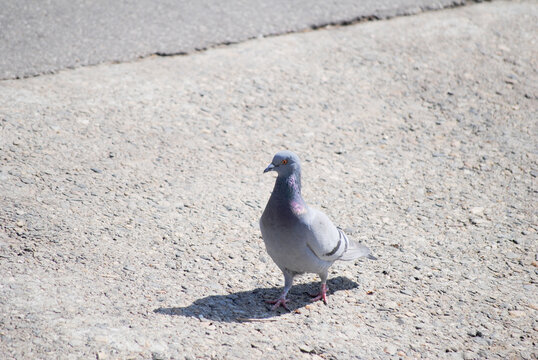 Rock Pigeon (Columa livia) Walking on Paved Ground 