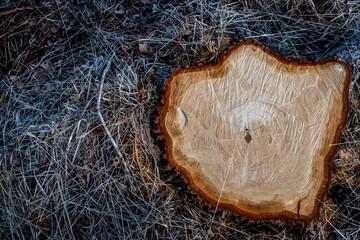 Fototapeta premium A stump after a felled tree