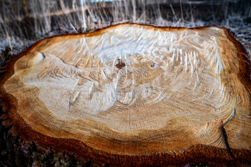 A stump after a felled tree - obrazy, fototapety, plakaty