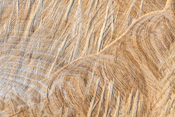 Cut marks on the stump © Joanna