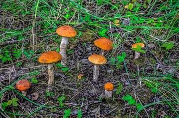 redhead mushroom in the forest .