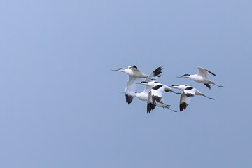 Pied avocet (Recurvirostra avosetta) at Khoribari, North 24 Parganas, West Bengal, India