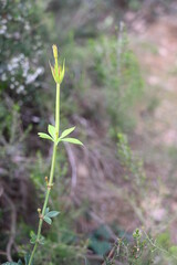 flowers in the garden