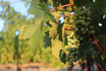 Uvas del viñedo