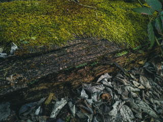 Beautiful green moss