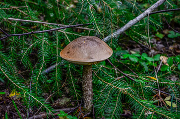 The Brown Birch Bolete (Leccinum scabrum) is an edible mushroom .