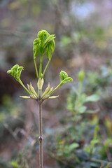 life in the forest