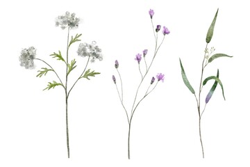 illustration of a lavender