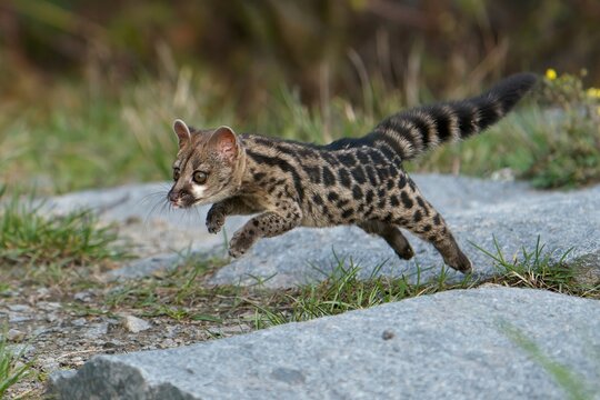 Cape Genet (Genetta Tigrina)