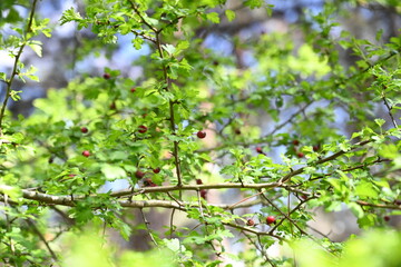 apple tree branch