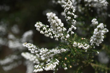 close up of branches with catkins