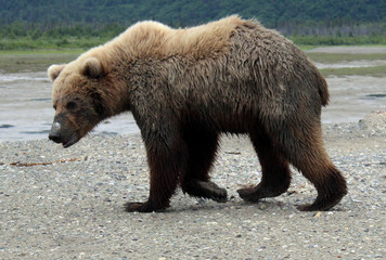 Obraz premium Grizzly Bears of Alaska