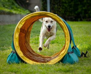 Dog doing agility
