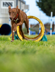 Dog doing agility