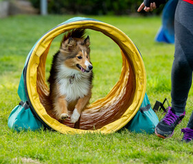 Dog doing agility