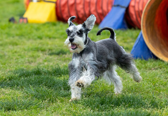 Dog doing agility