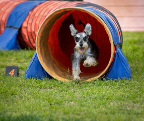 Dog doing agility