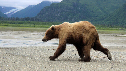 Grizzly Bears of Alaska