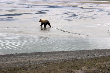 Grizzly Bears of Alaska