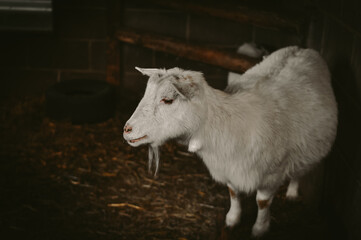 White goat on the farm in cattle pen
