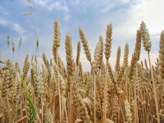 golden wheat field