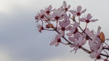 Fototapeta na wymiar Kwitnące drzewko w odcieniu różowym.