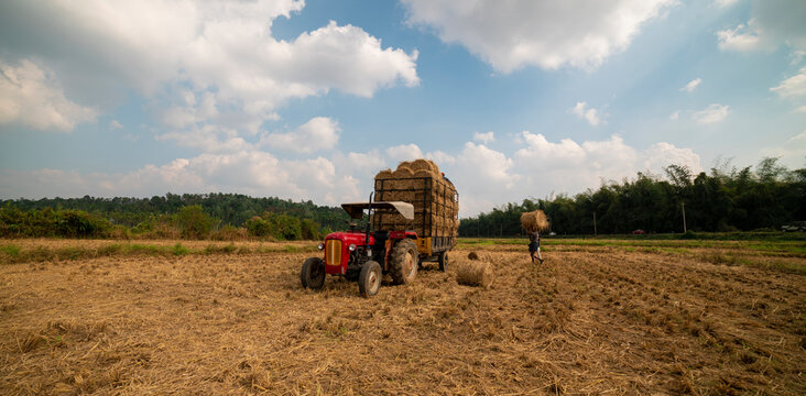 Tractor collects rice scraps in a rice field after harvesting