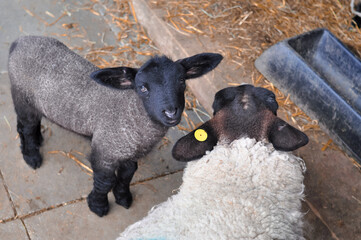 Little sheep with the mother on the farm