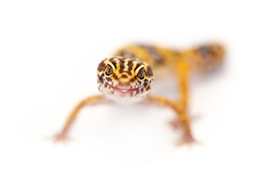 Lizard Eublefar on a white background. Exotic animal as a pet.